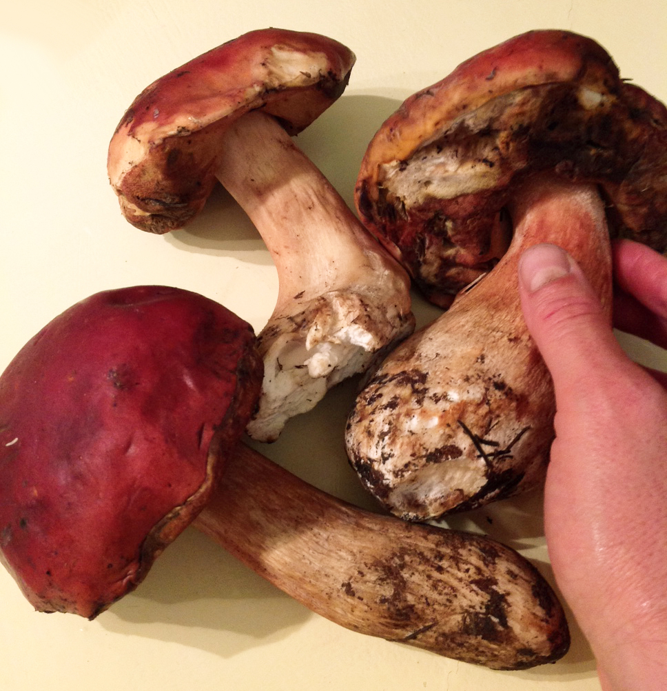 GOOD FOOD IN MEXICO CITY Mushroom season in Mexico with a French twist