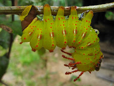 Carterpillar from the Amazonas