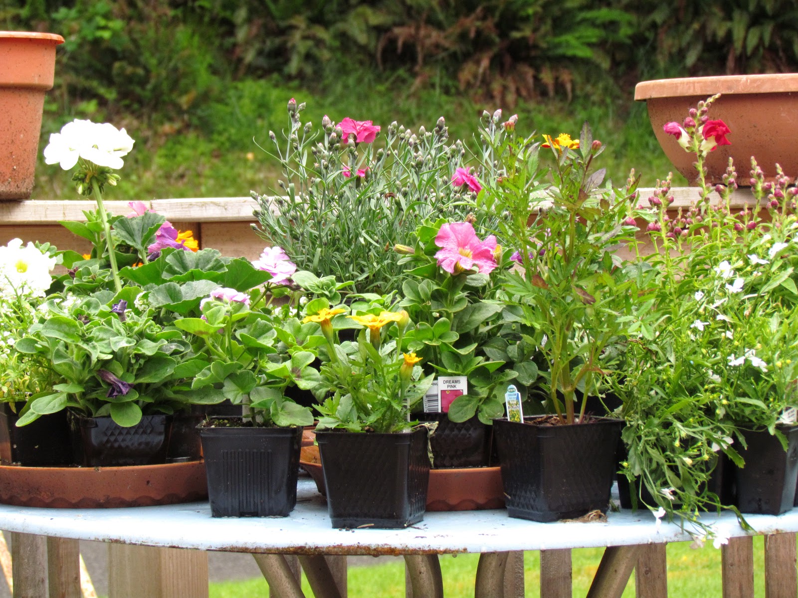 Scene Through My Eyes: What My Garden Will Be