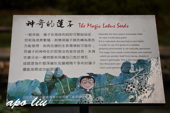 中興新村賞荷花 中興新村賞荷花
