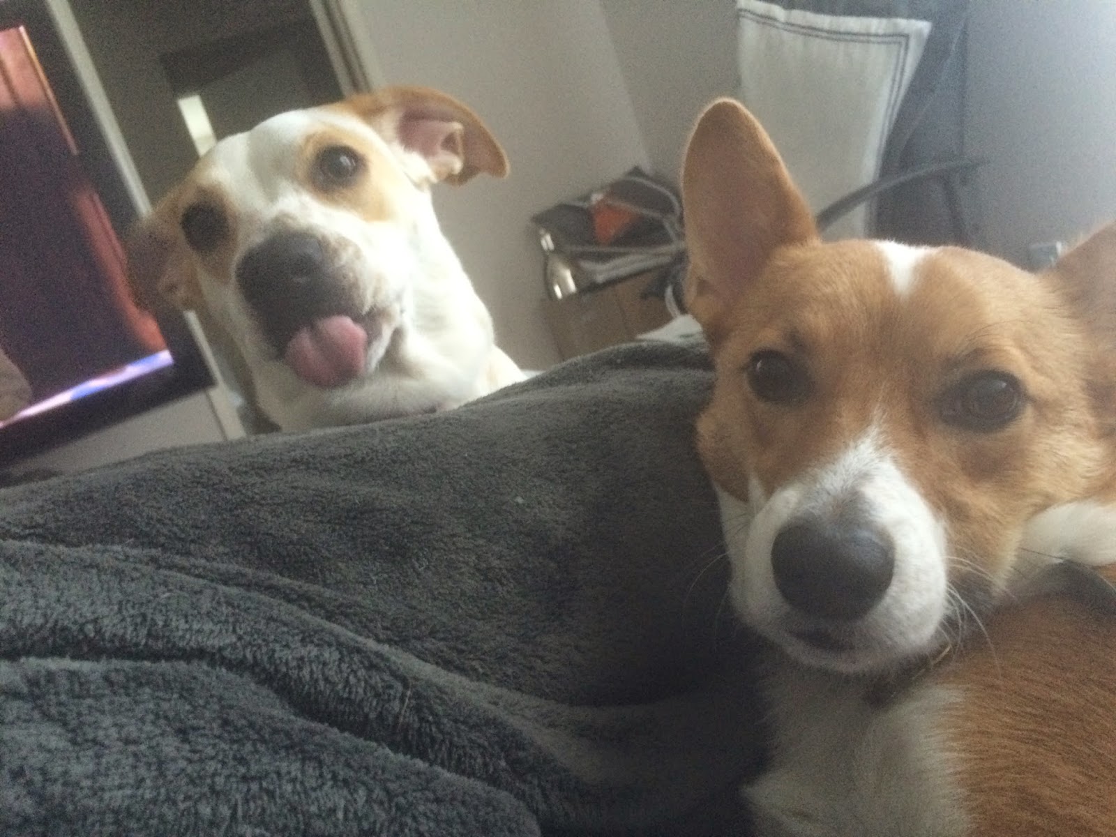 a picture of a dog sticking out tongue, silly dogs, funny dogs