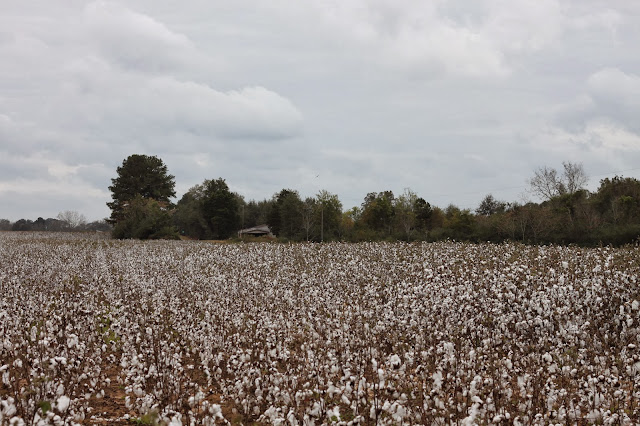cotton picked ever memorable viewed