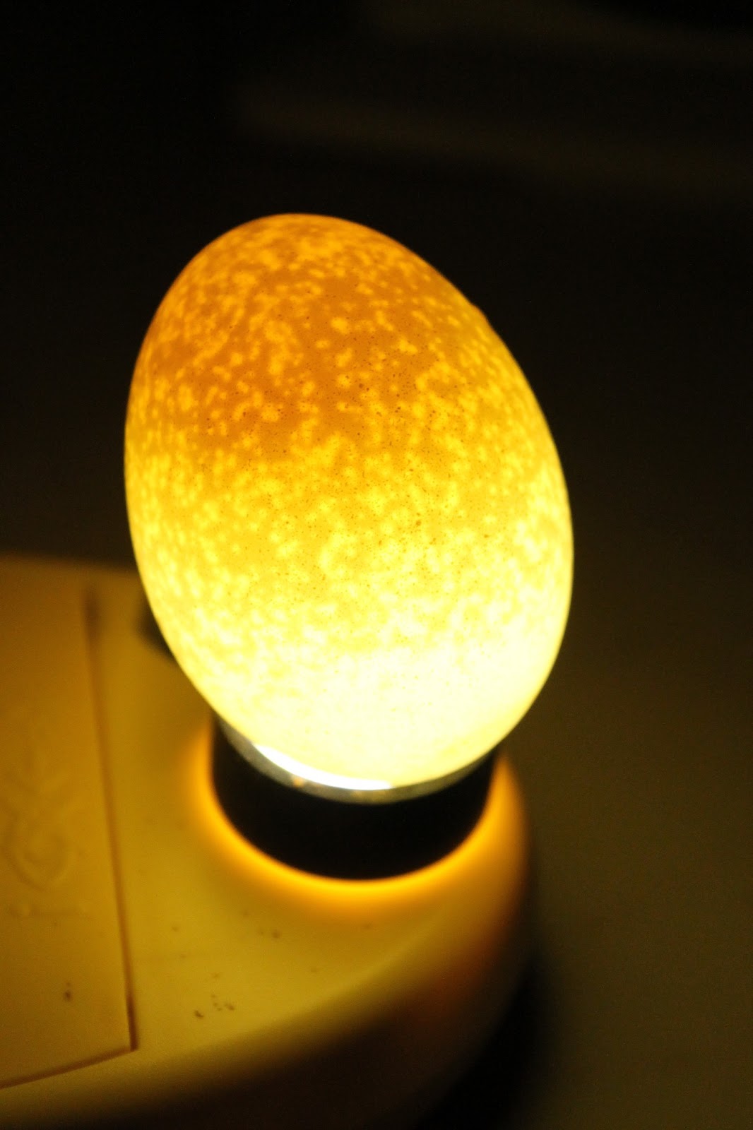 Homers Homestead The Back Garden Poultry Hatcher Candling Eggs on day 11