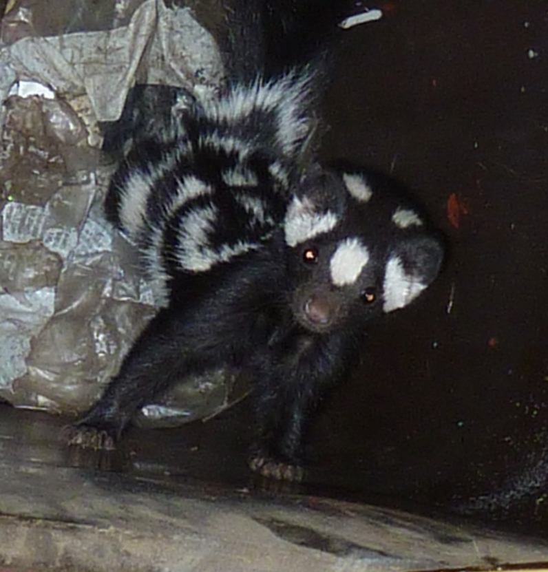 Mendonoma Sightings The elusive Western Spotted Skunk on the Gualala