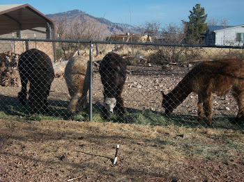 Alpacas ready for shearing