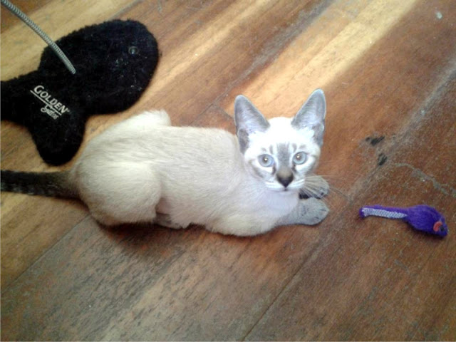 VIOLETA UMA GATINHA QUE ADORA UM CARINHO VIOLETA UMA GATINHA QUE ADORA UM CARINHO