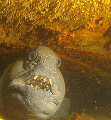 Wolffish on Wreck of Poling