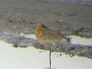 Black-tailed Godwit - Aug 2011