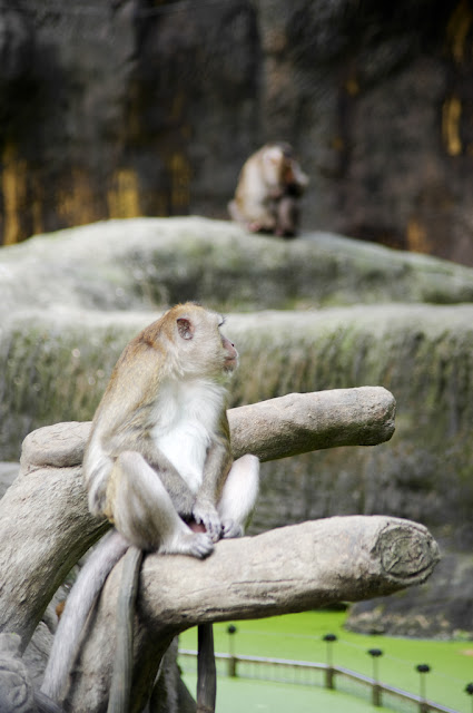 台北木柵動物園旅遊