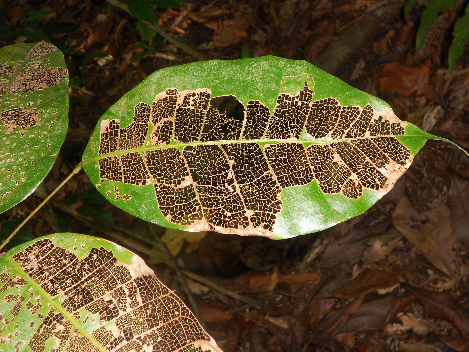 Rambling �round the Rainforest HUNGRY IN THE RAINFOREST