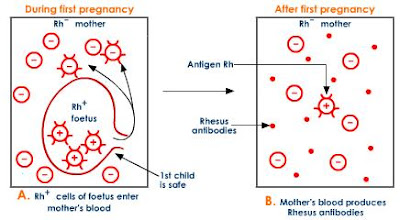 rh blood negative types type continue pregnancy rhesus mysteries so theories speculations many around there come incompatibility humanity baffled exactly