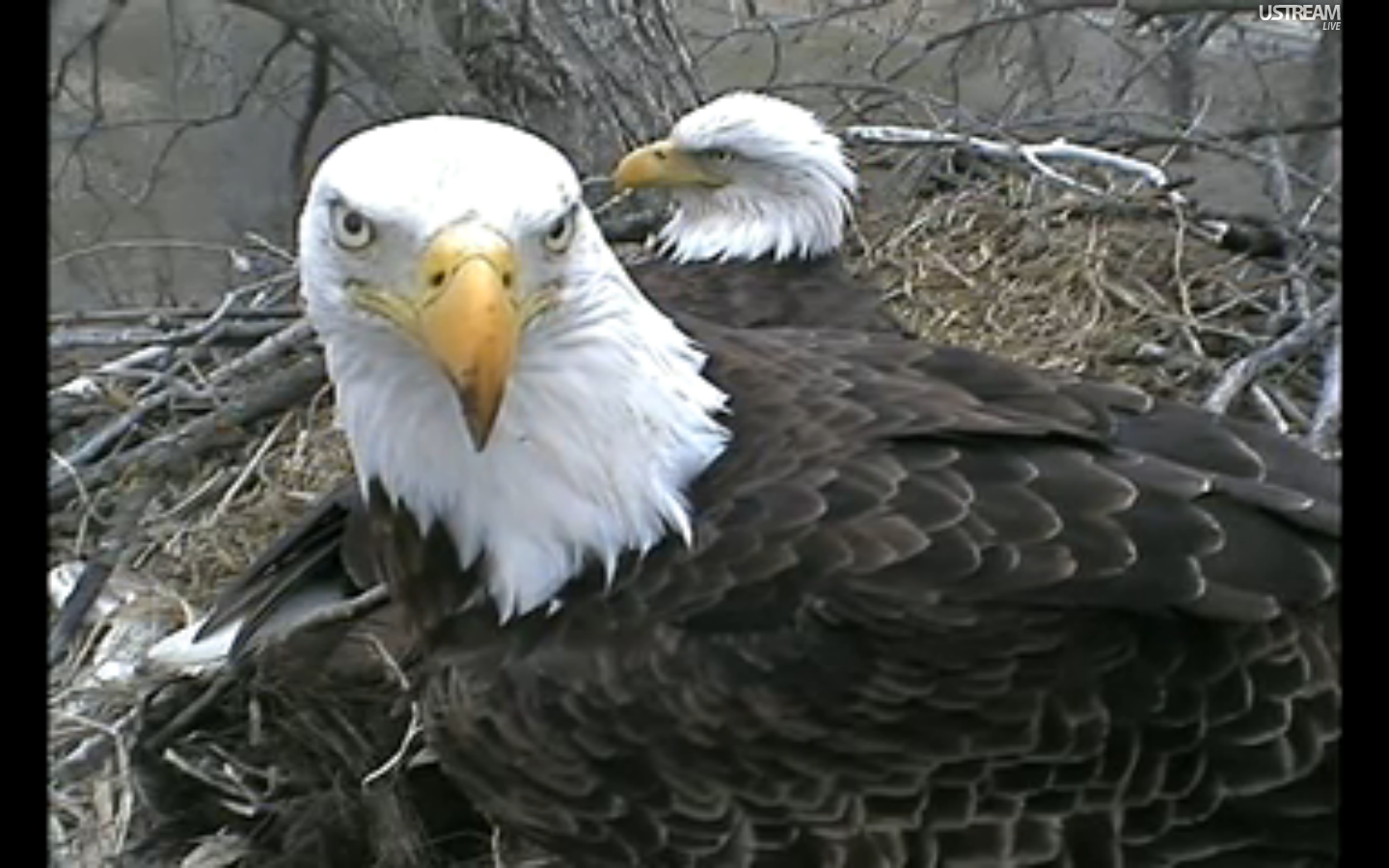 image gallery decorah eagles image gallery decorah eagles
