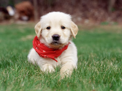 13 week golden retriever puppy cats golden retriever puppy pictures 13 week golden retriever puppy cats golden retriever puppy pictures