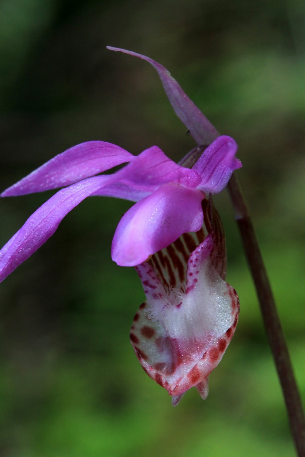 Native Orchids of the Pacific Northwest and the Canadian Rockies