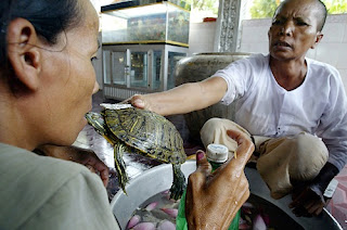 10 Pengobatan Aneh Menggunakan Hewan