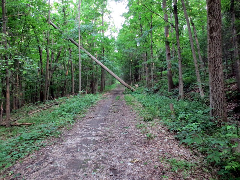 Rich's PedalPoint Black Diamond Trail Ithaca, NY