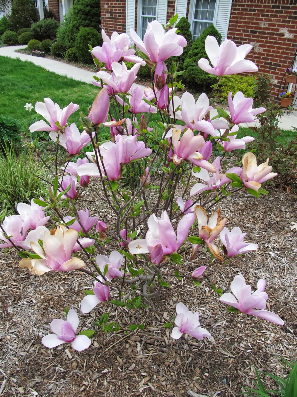 When To Transplant Creeping Phlox - Creeping Phlox