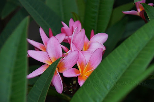 Plumeria rubra