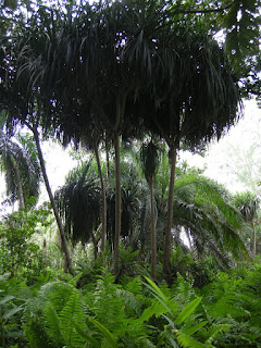 Jozani Forest, Zanzibar walking in Jozani Forest in Zanzibar