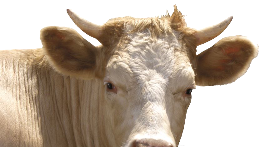 sigir irklarimiz harranzootekni