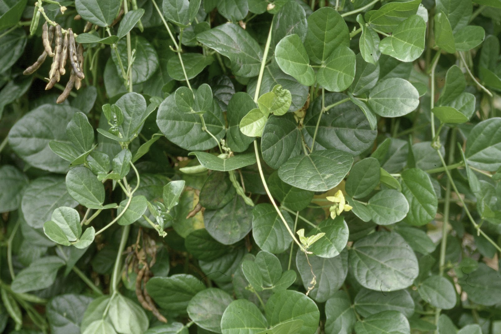 Hawaii Horticulture Native Hawaiian Plants as Ground Covers Ground