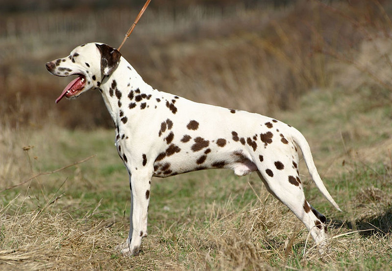 PicturesPool Dalmatian Dogs wallpapers