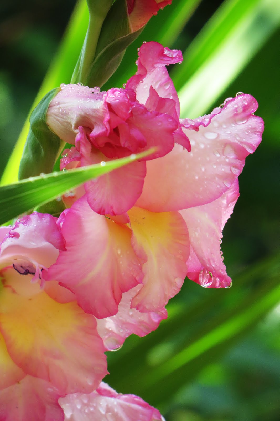 Gladiolus