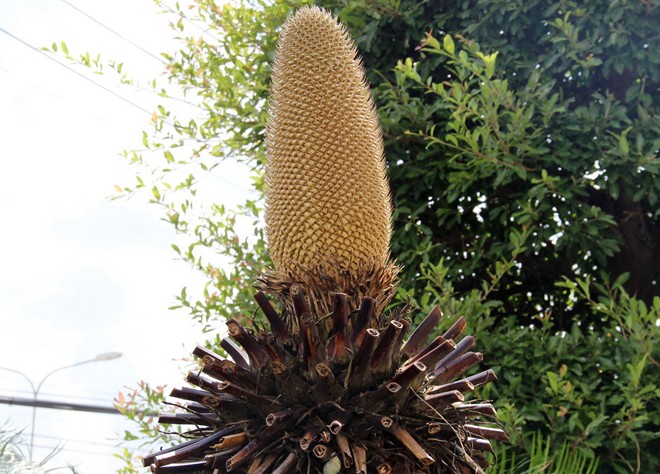 [Image: hoa_van_tue_8.jpg]