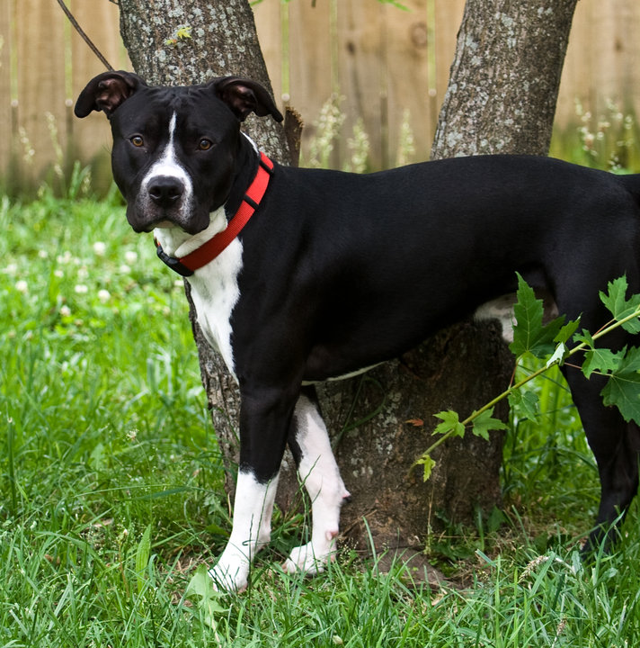 Biggest Pitbull Ever