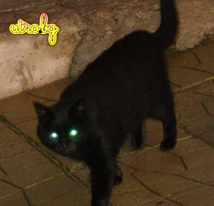 Funny cats zombie cat