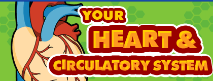The Heart and Circulatory System