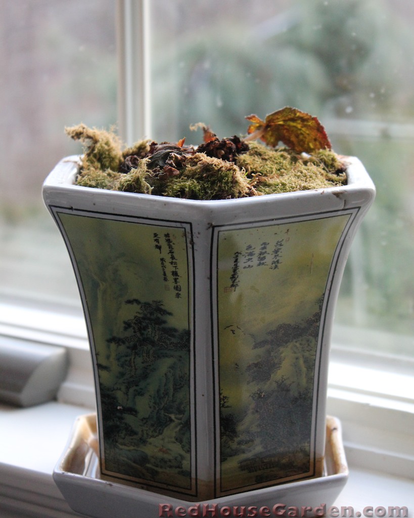 Red House Garden Houseplants on Beds of Moss