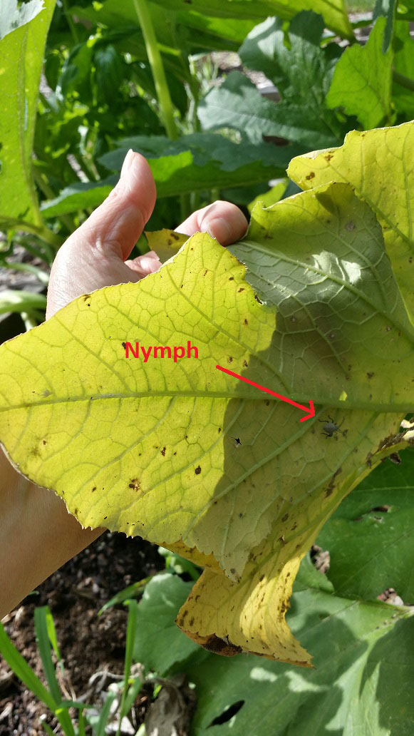 Just the Right Size Getting Rid of Squash Bugs in the Garden