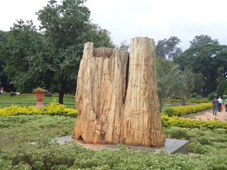 Tree fossil Lalbagh, Bangalore