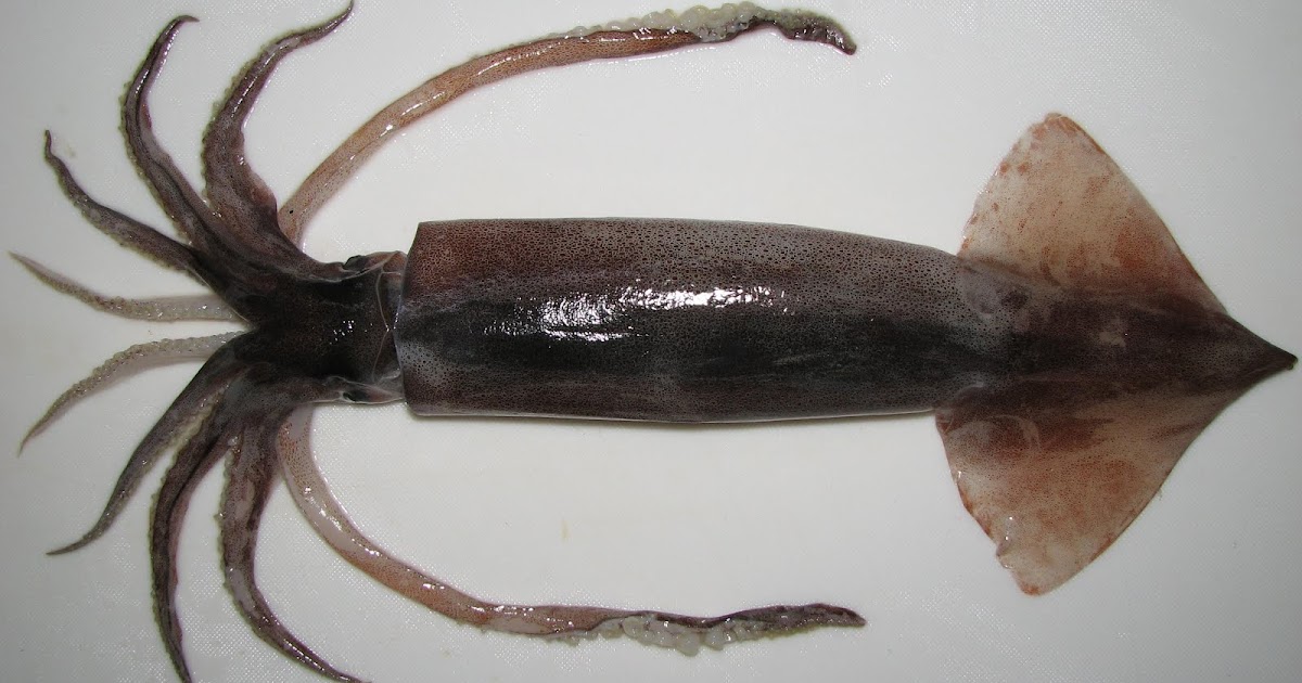 A Dead Squid Ejaculated in a Woman's Mouth | Bob's Blitz