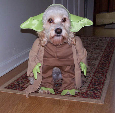 Star Wars Yoda Dog. Infinity Picdump #18 *Star