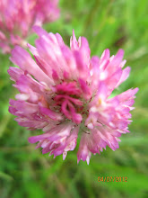 red clover