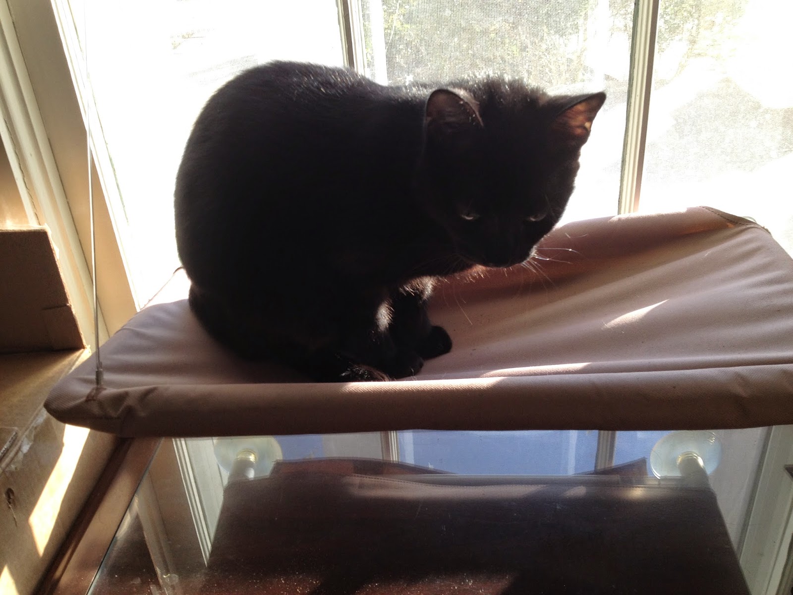 A Catholic Priest In Mississippi Little Cat Feet Running Across