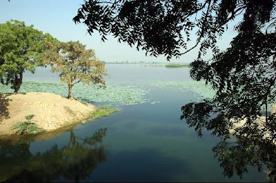 (Pakistan) - Karachi - Haleji Lake Wildlife Sanctuary