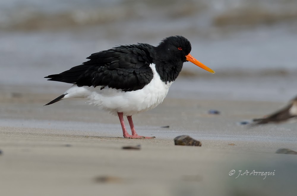 Ostrero euroasiatico, Haematopus ostralegus, Eurasian oystercatcher Ostrero euroasiatico, Haematopus ostralegus, Eurasian oystercatcher Ostrero euroasiatico, Haematopus ostralegus, Eurasian oystercatcher Ostrero euroasiatico, Haematopus ostralegus, Eurasian oystercatcher