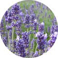 Grow Lavender