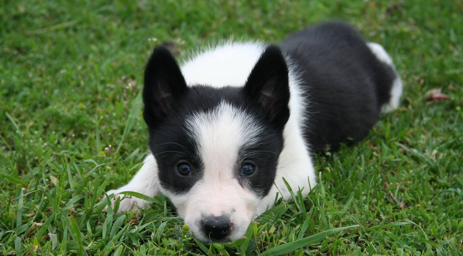 Reasons Why You Should Buy Your Next Puppy From A Breeder