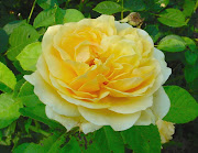 Tuyển tập ảnh hoa đẹp P1 (hình chụp hoa Hồng)