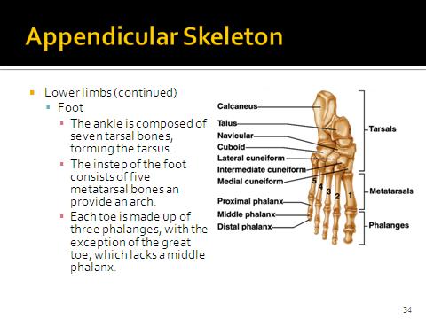 Ison Human Biology: Module 7 Notes: Skeletal System