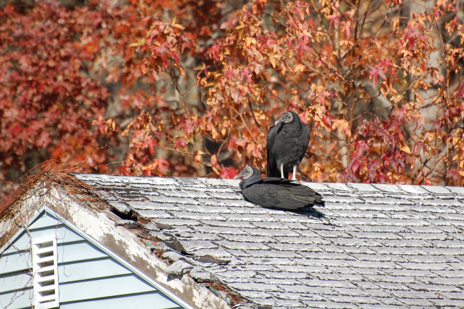 Urban Wildlife Guide Ponies and Vultures