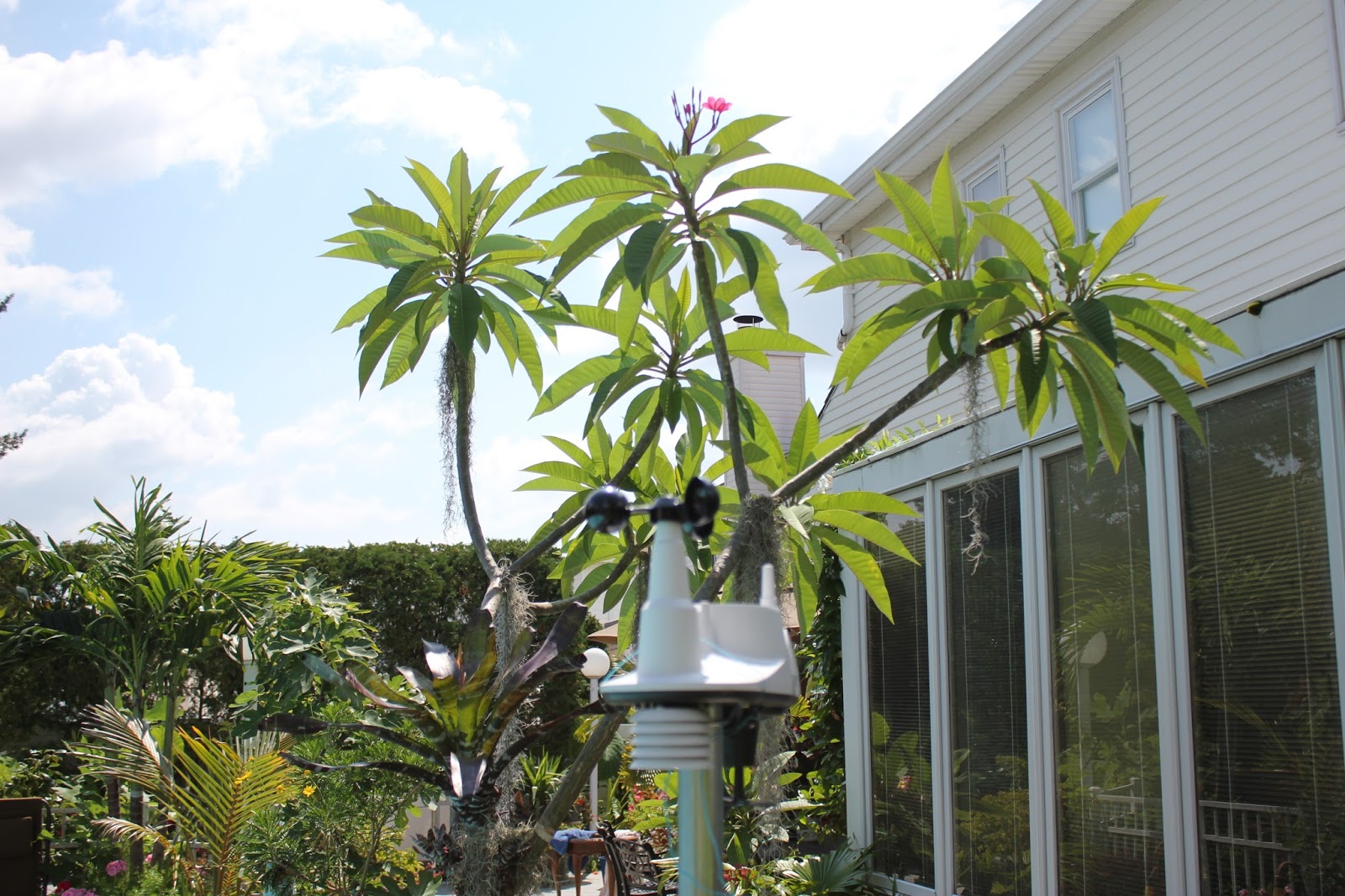 Tropical Gardening in New York City! Tall plumeria bloom