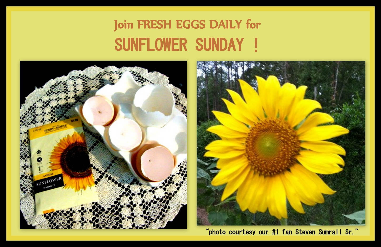 Sunflower Egg Shell Cups Fresh Eggs Daily®