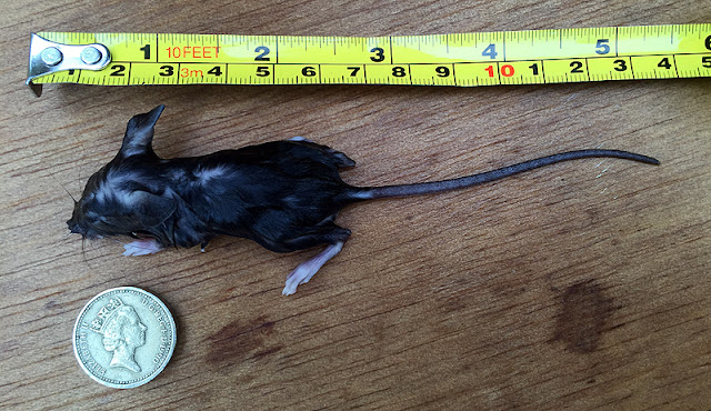 baby black rat incubator more