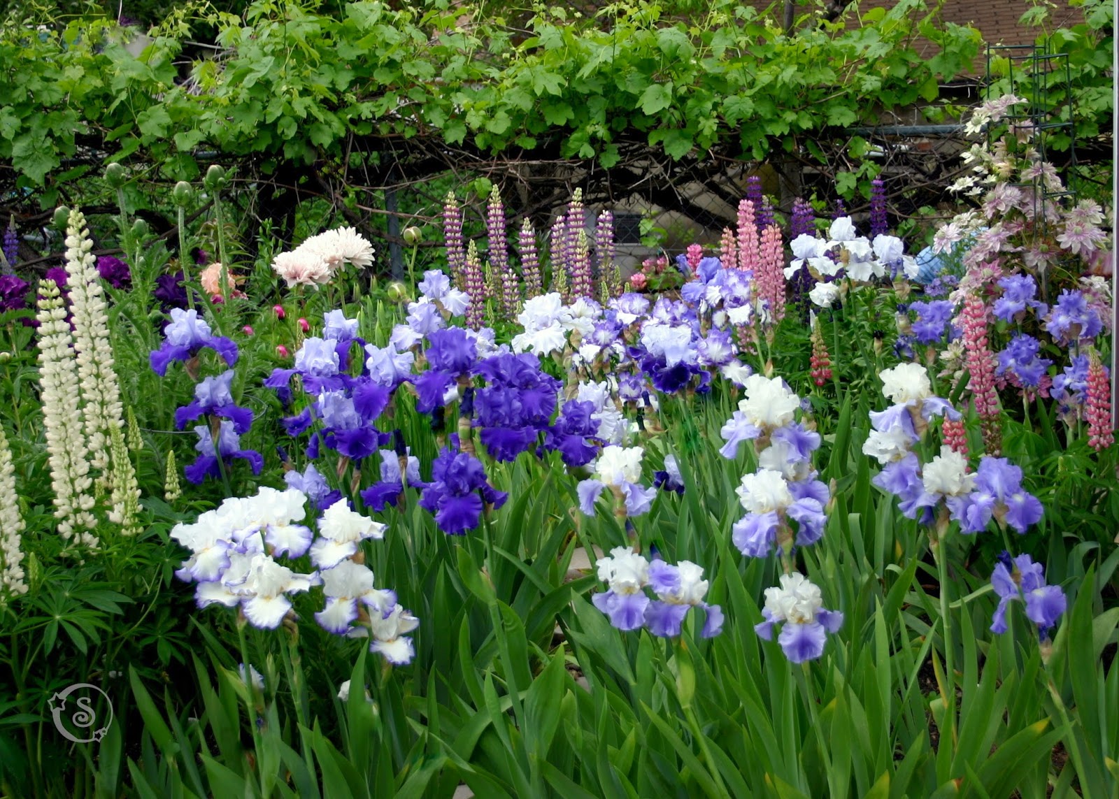 World of Irises "Talking Irises" TALL BEARDED IRISES IN YOUR LANDSCAPE