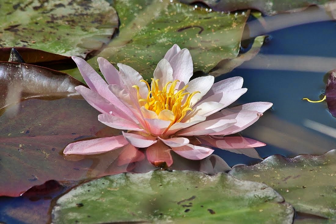 Click on water lily for many of my previous blog flower pictures